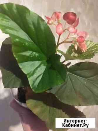 Бегония коралловая цветущая Екатеринбург