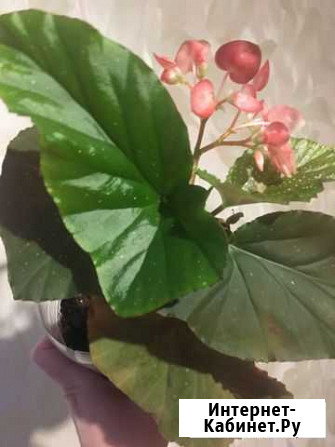 Бегония коралловая цветущая Екатеринбург - изображение 1