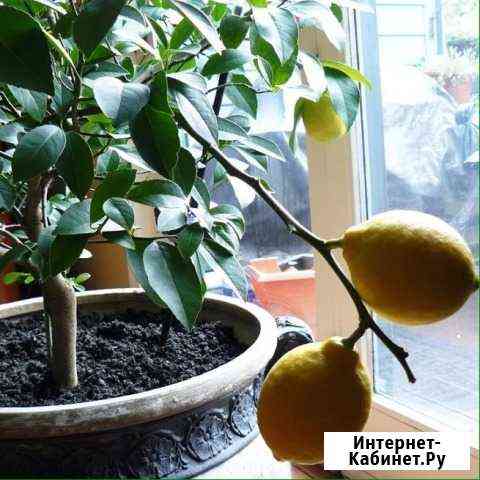 Лимонное дерево Невинномысск