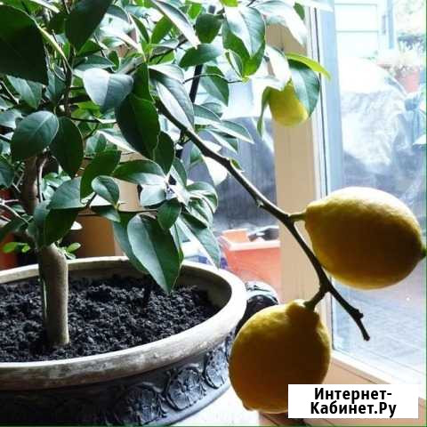 Лимонное дерево Невинномысск - изображение 1