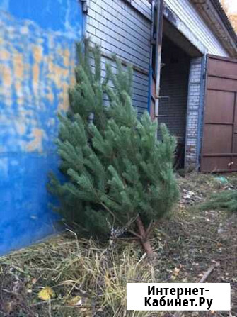 Сосны новогодние оптом Городище - изображение 1