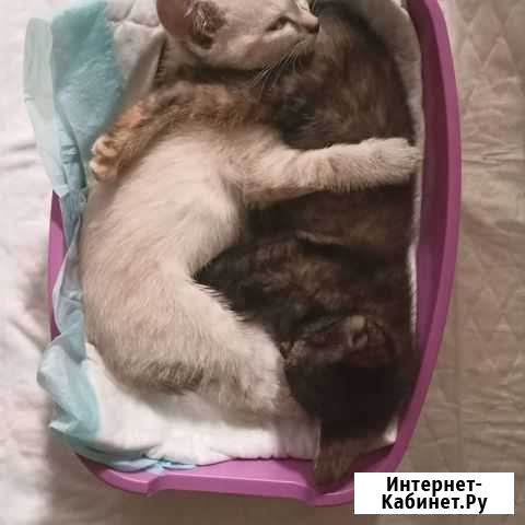 Котята в добрые руки Красноярск - изображение 1