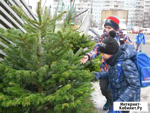 Сосны елки оптом Пятигорск - изображение 1