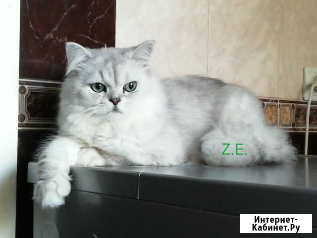 Вязка с котом Санкт-Петербург - изображение 1