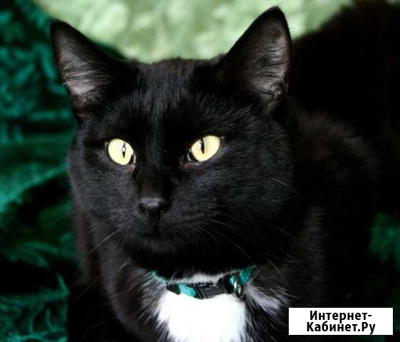 Коту нужен дом Тюмень - изображение 1