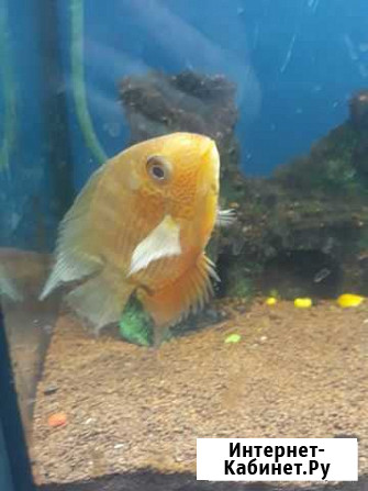 Аквариум Ростов-на-Дону - изображение 1