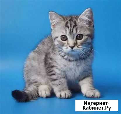 Котята 6 месяцев Саперное - изображение 1