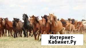Лошади в аренду Можайск - изображение 1