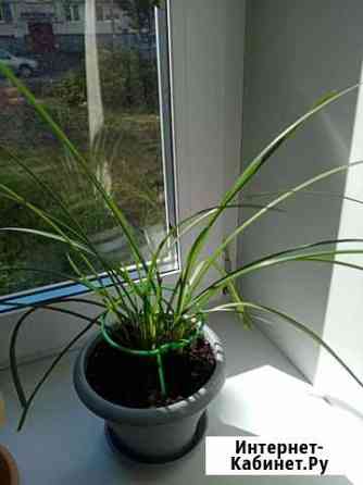 Комнатные цветы Уфа