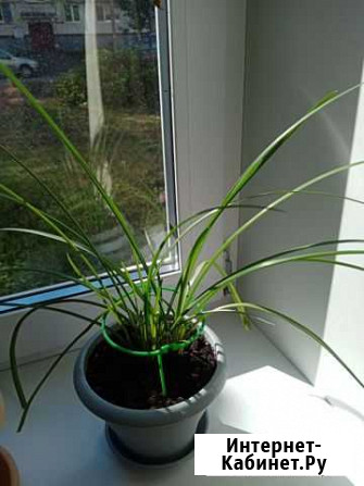 Комнатные цветы Уфа - изображение 1