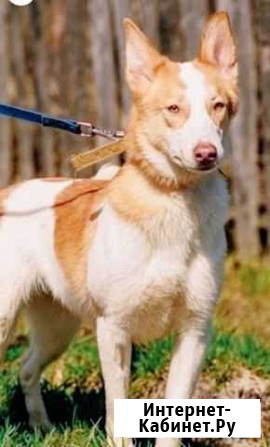 Собака Ромашка Пермь - изображение 1