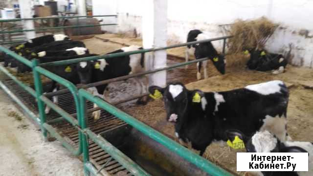 Бычки телята мясной породы от месяца Балабаново - изображение 1