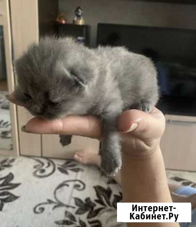 Шотландские котята Южноуральск - изображение 1