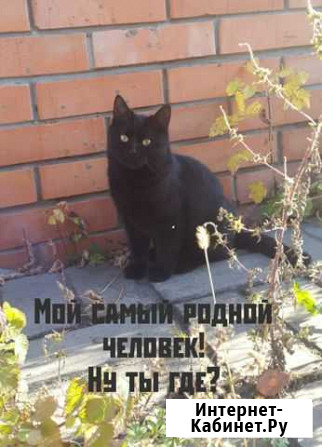 Шикарная кошечка Старый Оскол - изображение 1