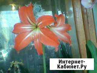 Гиппеаструм Балаково