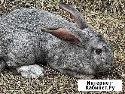 Кролики Минусинск - изображение 1