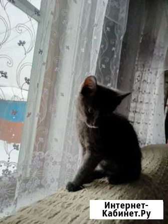 Черный котенок Прокопьевск - изображение 1