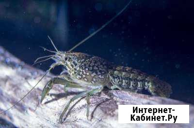 Аквариумные раки Зеленодольск - изображение 1