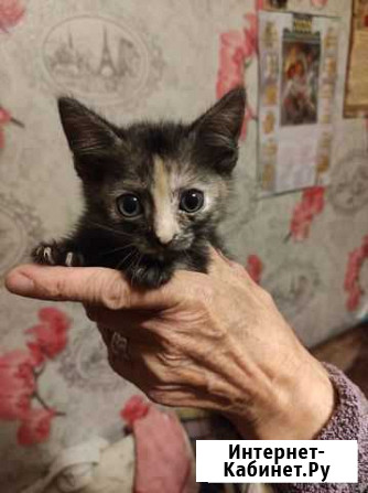 Котята в добрые руки бесплатно Ижевск - изображение 1