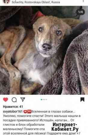 Собака Новочеркасск
