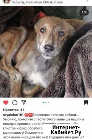 Собака Новочеркасск - изображение 1
