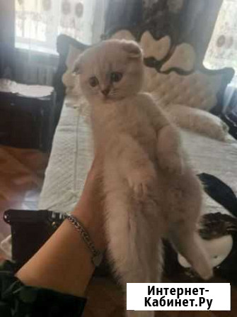 Кошка британская шиншилла Грозный - изображение 1