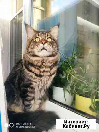 Мейн-кун вязка Санкт-Петербург