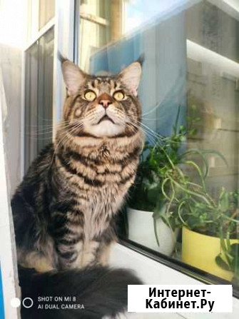 Мейн-кун вязка Санкт-Петербург - изображение 1