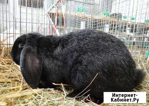 Кролики породы баран Богучаны - изображение 1