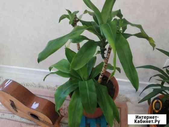 Юкка Казань