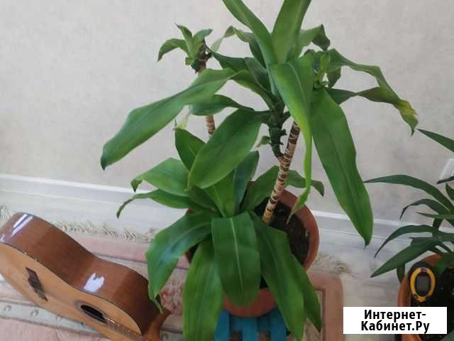 Юкка Казань - изображение 1