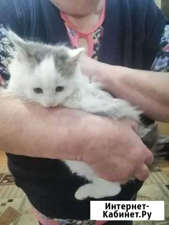 Котенок Тула - изображение 1