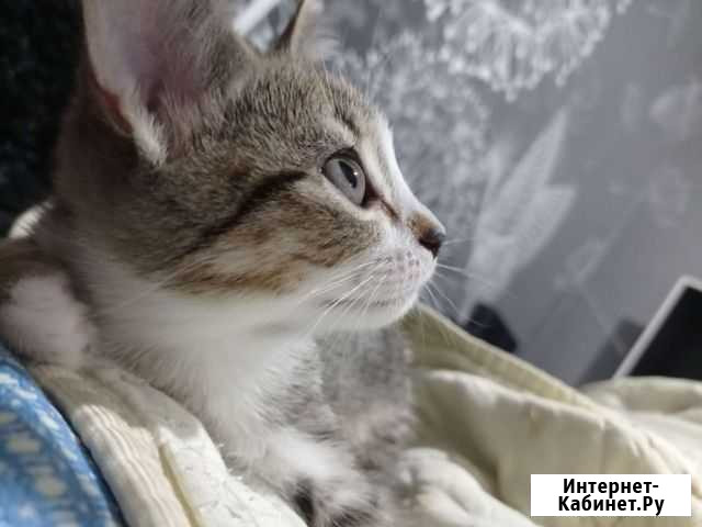 Кошки котята шотландские Тихорецк - изображение 1