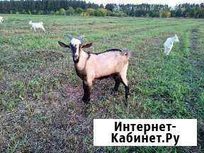 Козел на вязку Ижевск - изображение 1