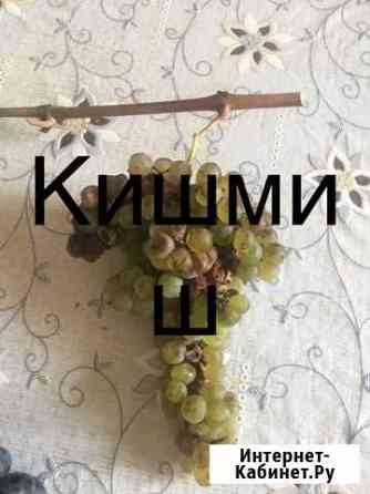 Черенки винограда Пятигорск