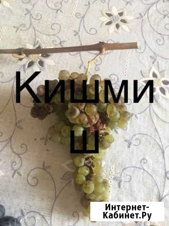 Черенки винограда Пятигорск - изображение 1