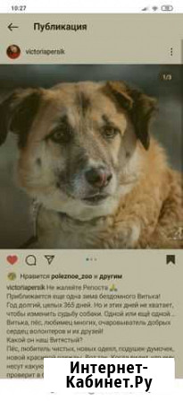 Собака Ногинск - изображение 1