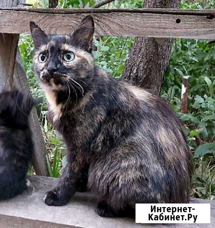 Кошкп Новочеркасск - изображение 1