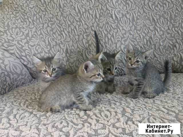 Котята Чебоксары - изображение 1
