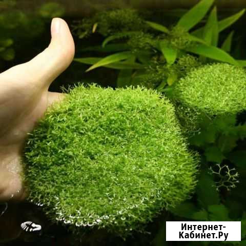 Растение, водоросли, Ричия Строитель - изображение 1
