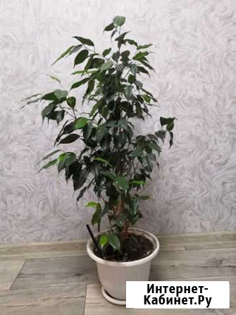 Фикусы Комсомольск-на-Амуре - изображение 1