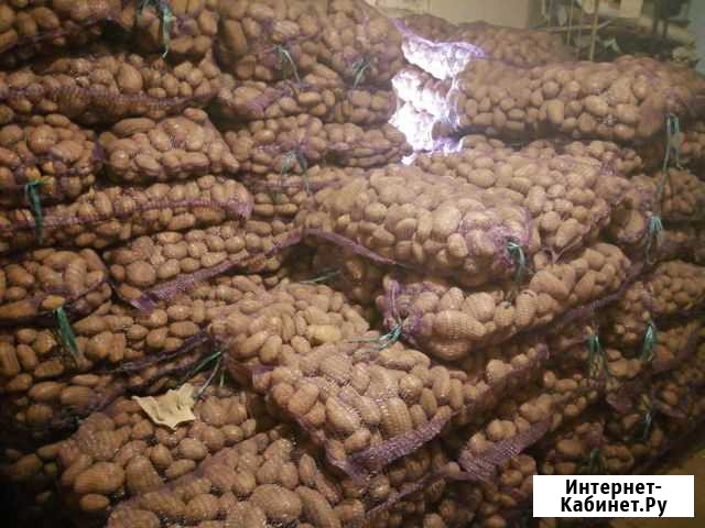 Картофель розовый Иваново - изображение 1