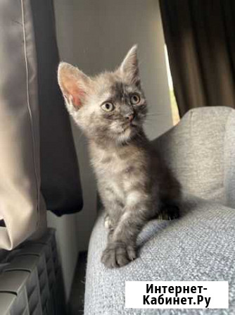 Котята бесплатно Славянск-на-Кубани - изображение 1