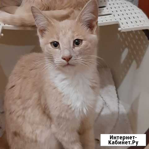 Котёнок (мальчик) ищет заботливых хозяев Энгельс - изображение 1