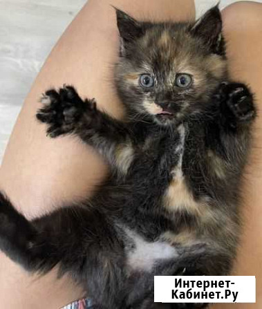 Кошечка в добрые руки Калуга - изображение 1