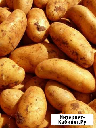 Продам картофель Выльгорт - изображение 1