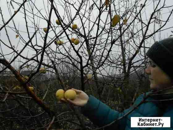 Продажа саженцев Бузулук