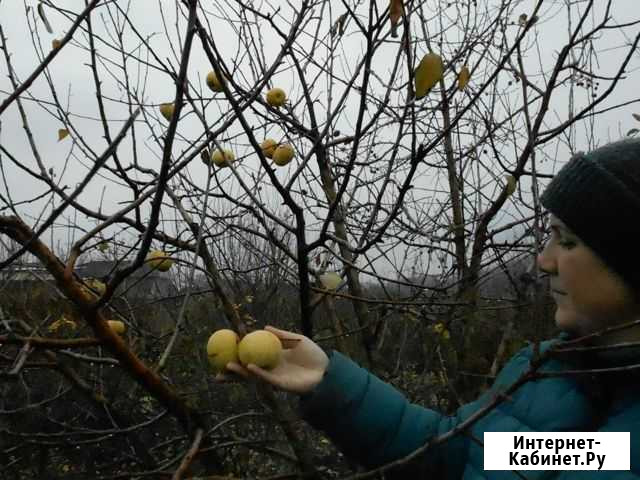 Продажа саженцев Бузулук - изображение 1