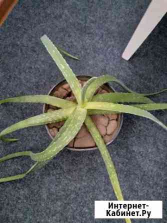 Алоэ Ставрополь