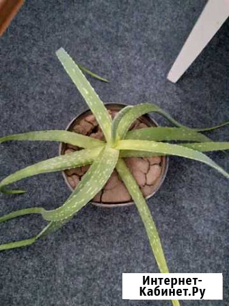 Алоэ Ставрополь - изображение 1